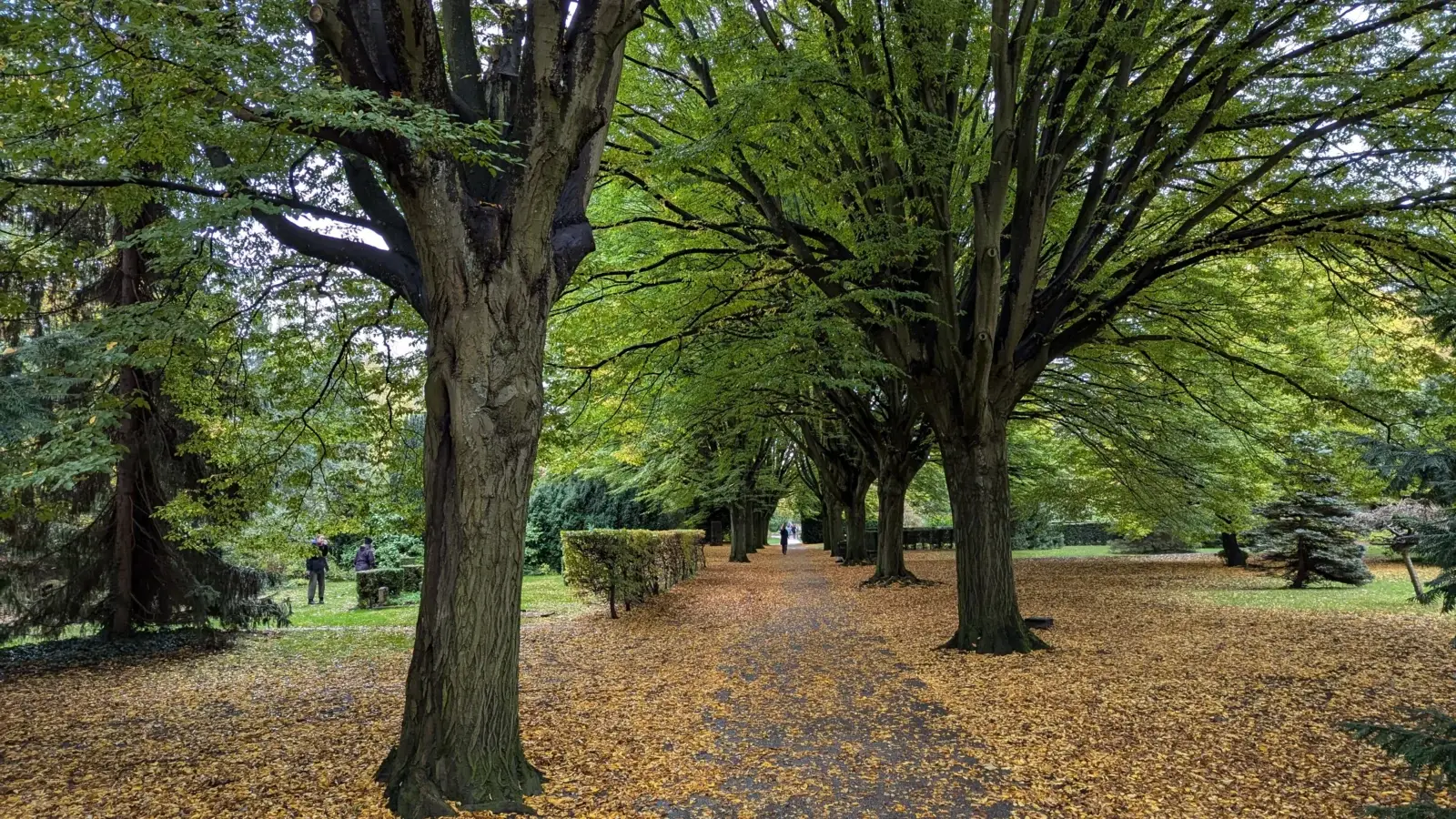Grönskande gångväg på Assistens Kirkegård i Köpenhamn